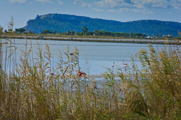 Flamingos at Parco Naturale Molentargius-Saline, Sardinia, Italy
