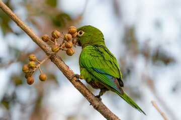 Olive-throated parakeet perched on a branch