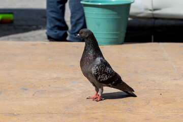 Rock dove (pigeon) with focused orange eyes and bright red feet standing on a sidewal