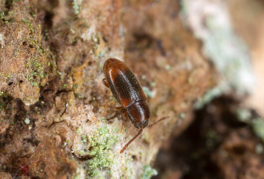Silken fungus beetle, Atomaria affinis on aspen wood photographed with high magnification