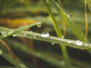 Herbes sauvages perlées de gouttes d'eau