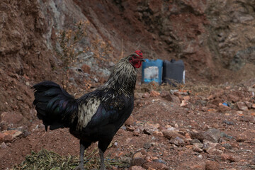 a rooster in natural habitat