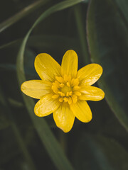 Fototapeta premium Fleur jaune