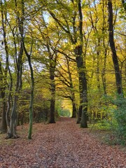 Tunnel durch den Wald