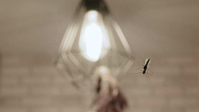 A mosquito crawls across an old dusty mirror. Mosquito on the mirror