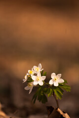 Flowering plants in the wild. Spring symbol. Beautiful blurred background.