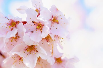 大写しした南足柄春木径の春めき桜