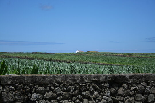 Paesaggio rurale di Sao Miguel, isola delle Azzorre, con coltivazione in primo piano e chiesetta sullo sfondo in un giorno di sole con cielo azzurro, limpido e nitido