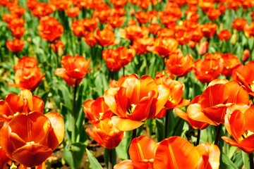 横浜公園の花壇に咲く鮮やかなチューリップ