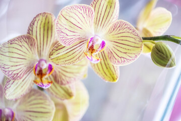 Fototapeta na wymiar Closeup of Beautiful Flower Blossoming Orchids blurred floral