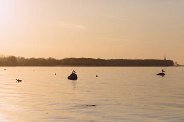 Seagulls in flight over the Gulf of Finland at sunset. Frozen movement of birds. Seascape in the evening. Peterhof.