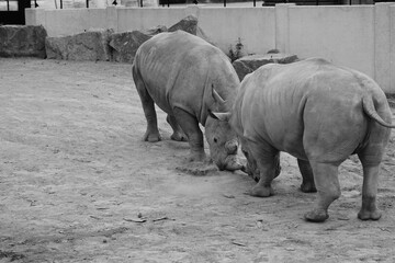 Naklejka premium rhino and calf