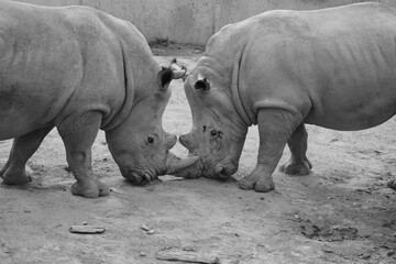 Fototapeta premium rhino in the wild