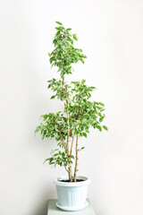 Ficus Benjamin With Green And White Leaves in a white pot Houseplant portrait.