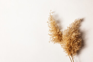 Beige reeds on white table. Minimal, styled concept for bloggers. Light background with a common reed. © lisannart