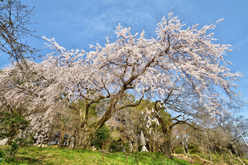 Fototapeta premium 岩屋寺の枝垂れ桜