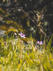Fleur mauve dans un pré