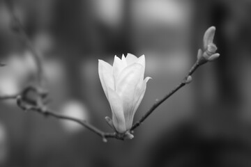 close up of white magnolia flower