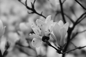 white magnolia blossom