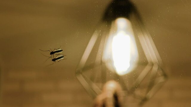 A large mosquito on a dusty mirror.