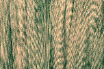 Wide plant's leaf close-up