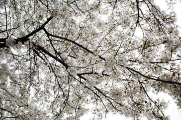 Cherry blossom in spring