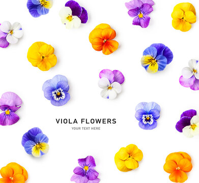 Spring viola pansy flowers creative background.