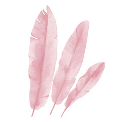 Blush pink Leaves. Beauty Banana Leaves. Watercolor illustration isolated on white background. 