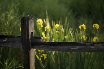 Fototapeta premium old fence