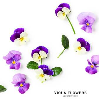 Spring viola pansy flowers creative layout.