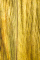 Wide plant's leaf close-up