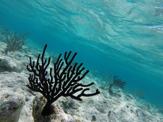 corail des caraïbe