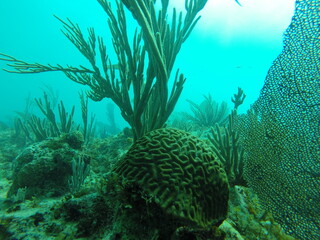 corail en forme de casque militaire