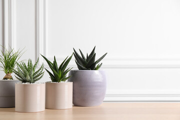 Beautiful Haworthia, Aloe and Nolina in pots on wooden table, space for text. Different house plants