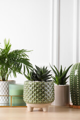 Beautiful Chamaedorea, Aloe and Haworthia in pots with decor on wooden table. Different house plants