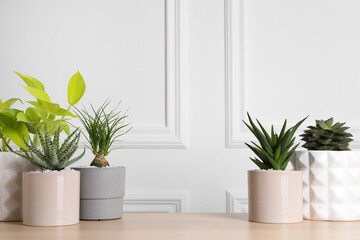 Different house plants in pots on wooden table. Space for text
