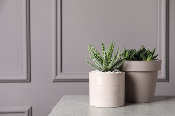Beautiful Aloe and Haworthia in pots on light table, space for text. Different house plants