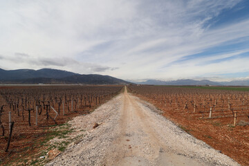 growing vine tree with wire, green grass and cloudy sky with mountains lying behind in a mediterranean city