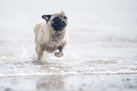 Pug dog in water
