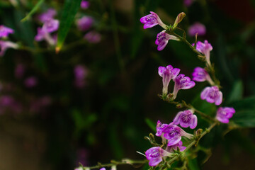Beautiful purple flowers. Nature background.