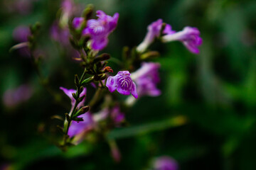 Beautiful purple flower. Nature background.