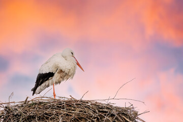 A stork stands in its nest on one leg, dramatic red and blue sky in background. copy-space