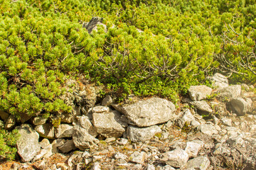 rocky foothills with green shrubs and young pines