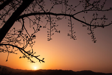 Fototapeta premium silhouette of a tree