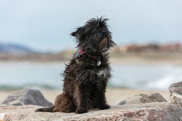 Cairn terrier sitting on stones