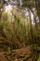 The Forest of Agua García, Tenerife. Canary Islands. It is a tiny laurel forest where several ancient trees,  the Guardianes Centenarios (Centennial Guardians), are located