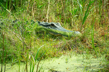 Green Gator