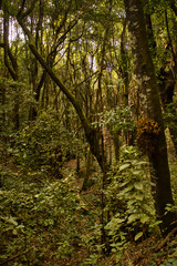 The Forest of Agua García, Tenerife. Canary Islands. It is a tiny laurel forest where several ancient trees,  the Guardianes Centenarios (Centennial Guardians), are located