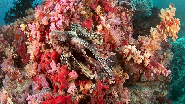 Lionfish on a color tropical coral reef in Thailand