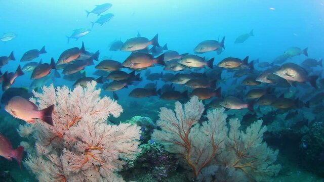 School of Red Snapper on a tropical coral reef